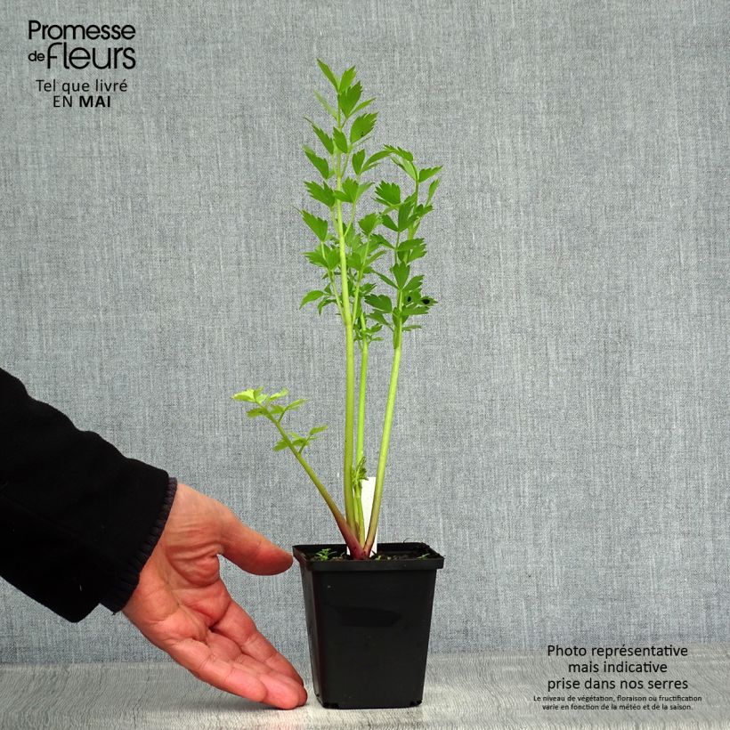 Amostra de Levisticum officinale Vaso de 8/9 cm tal como entregue na primavera