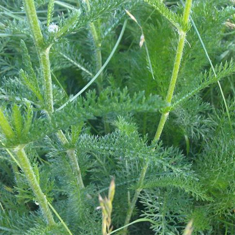 Achillea odorata (Folhagem)