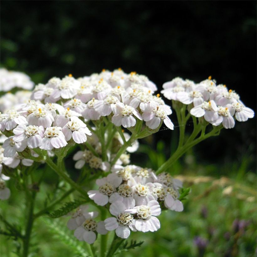 Achillea odorata (Floração)