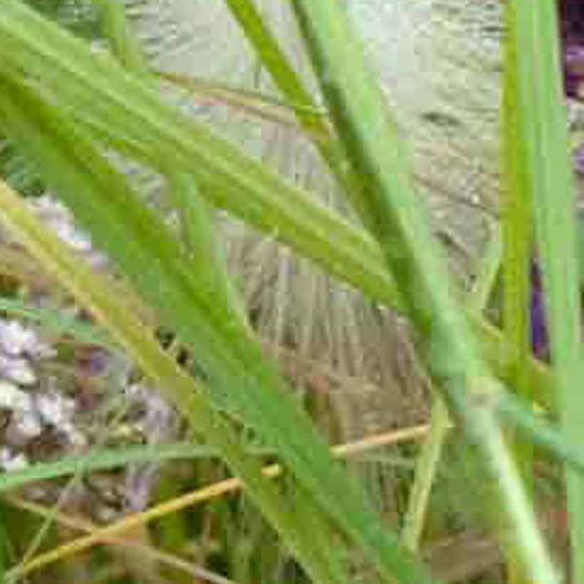Achillea millefolium Chamois (Folhagem)