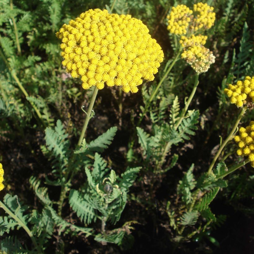 Achillea filipendulina Parker's Variety (Hábito)