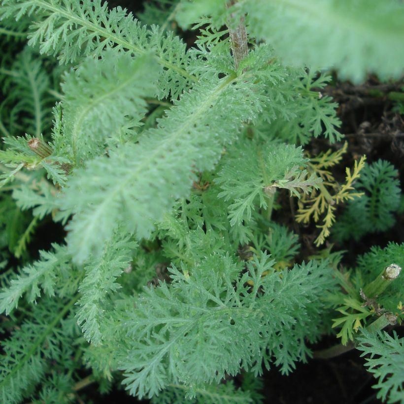 Achillea millefolium Red Velvet (Folhagem)