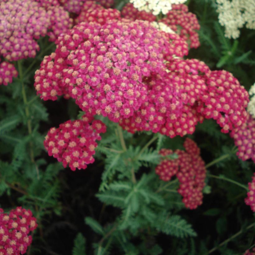 Achillea millefolium Red Velvet (Floração)