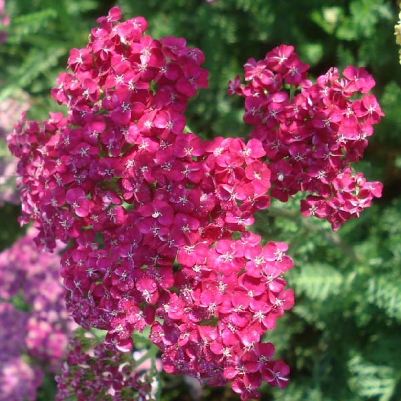 Achillea millefolium Saucy Seduction (Floração)