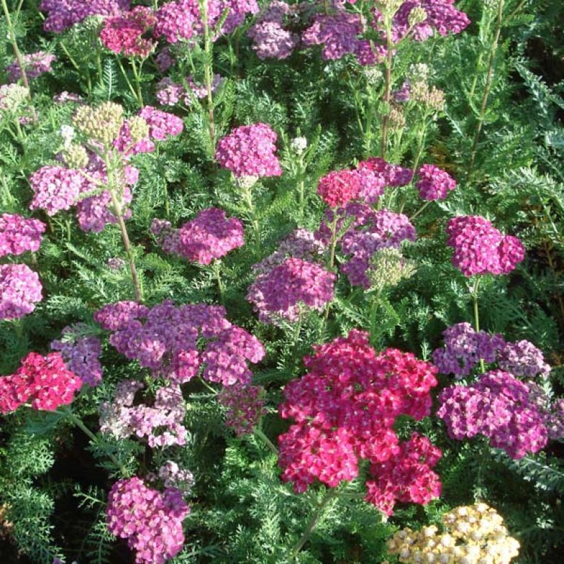 Achillea millefolium Saucy Seduction (Hábito)