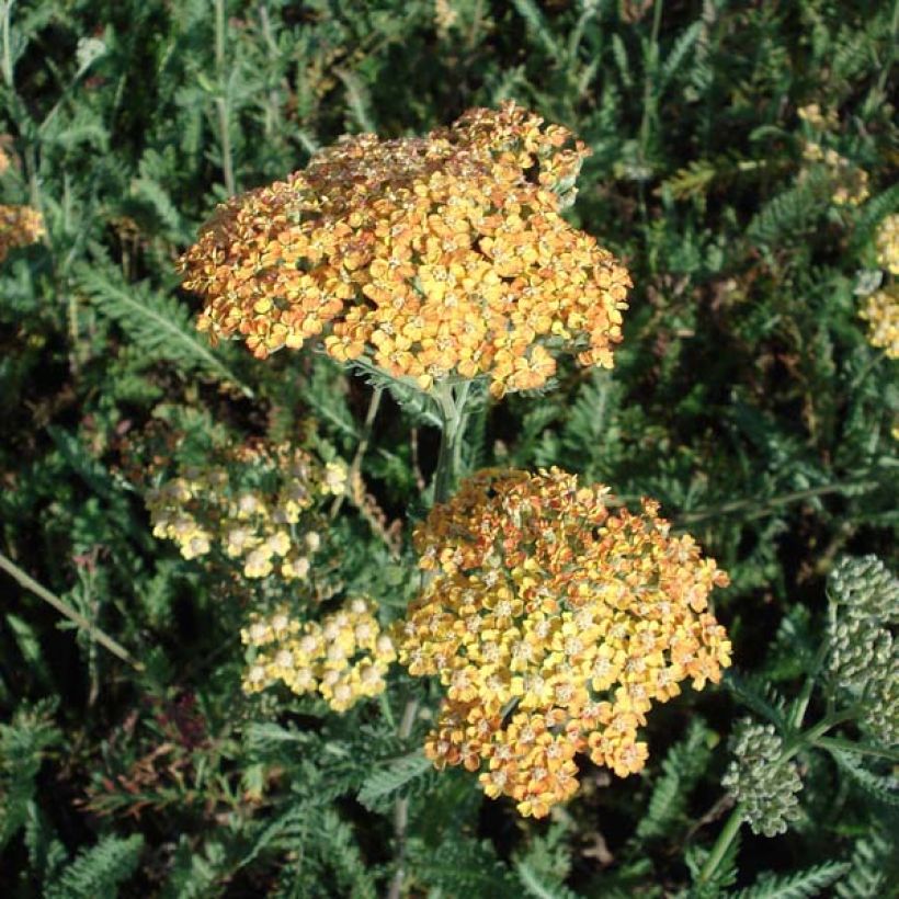Achillea millefolium Summerwine (Hábito)