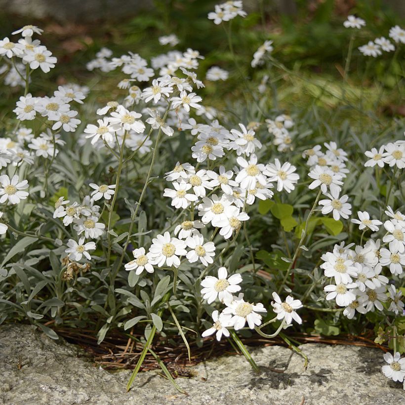 Achillea ageratifolia (Hábito)