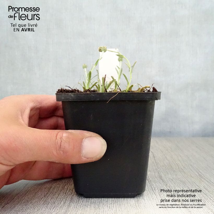 Amostra de Achillea ageratifolia Vaso de 8/9 cm tal como entregue na primavera