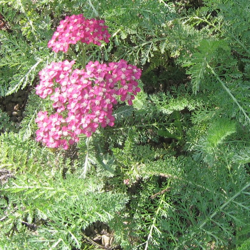 Achillea asplenifolia (Folhagem)