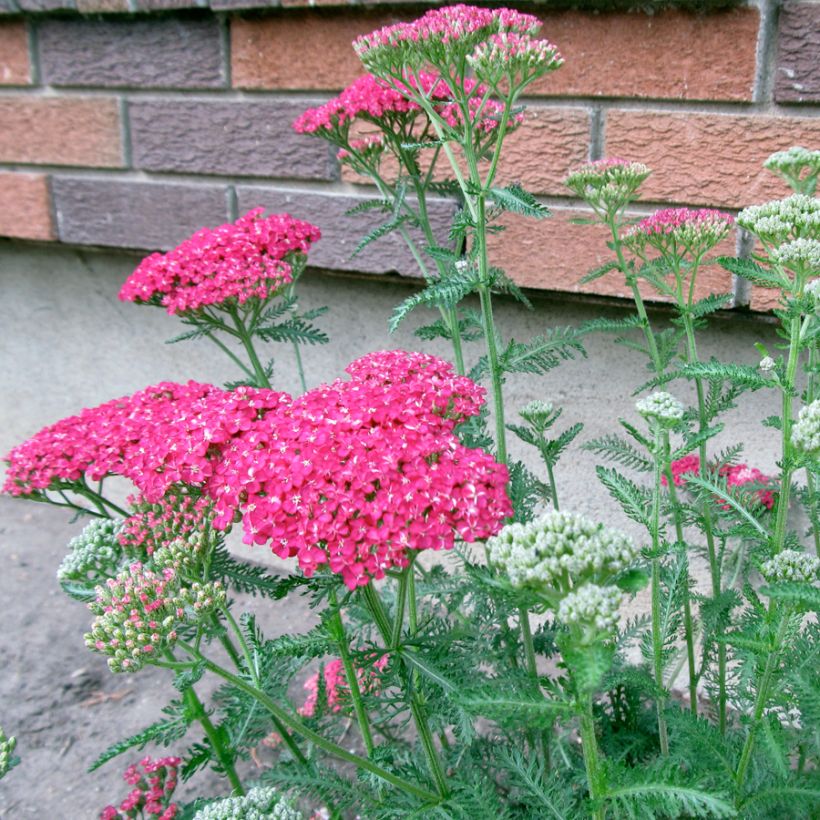 Achillea asplenifolia (Hábito)