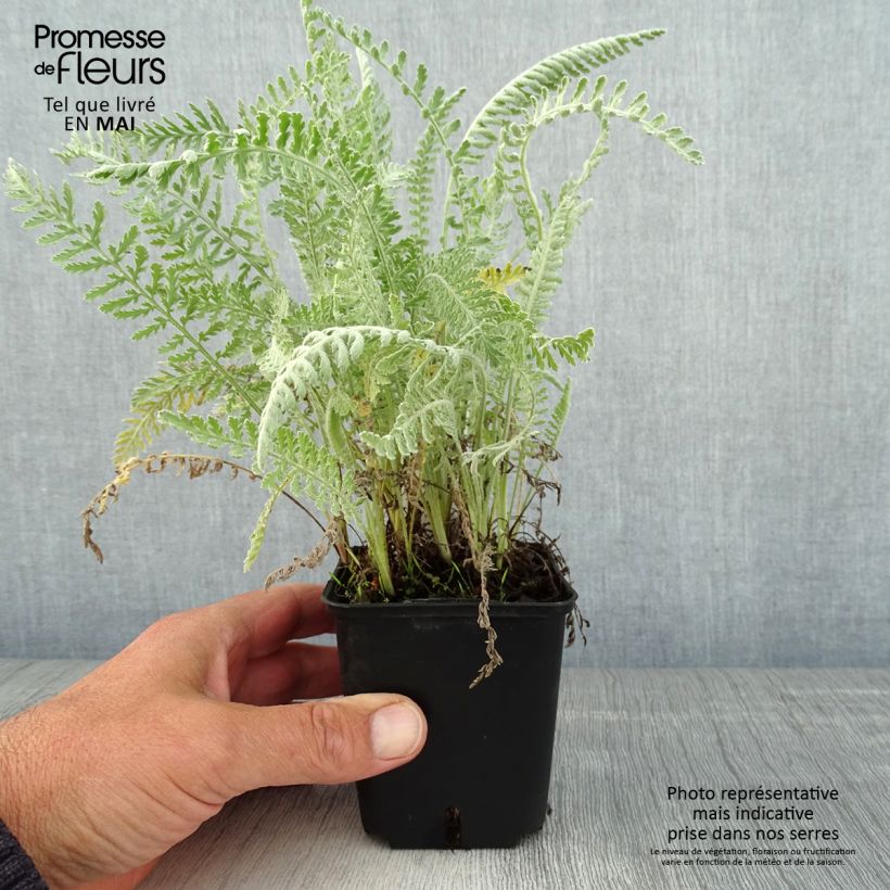 Amostra de Achillea clypeolata Vaso de 8/9 cm tal como entregue na primavera
