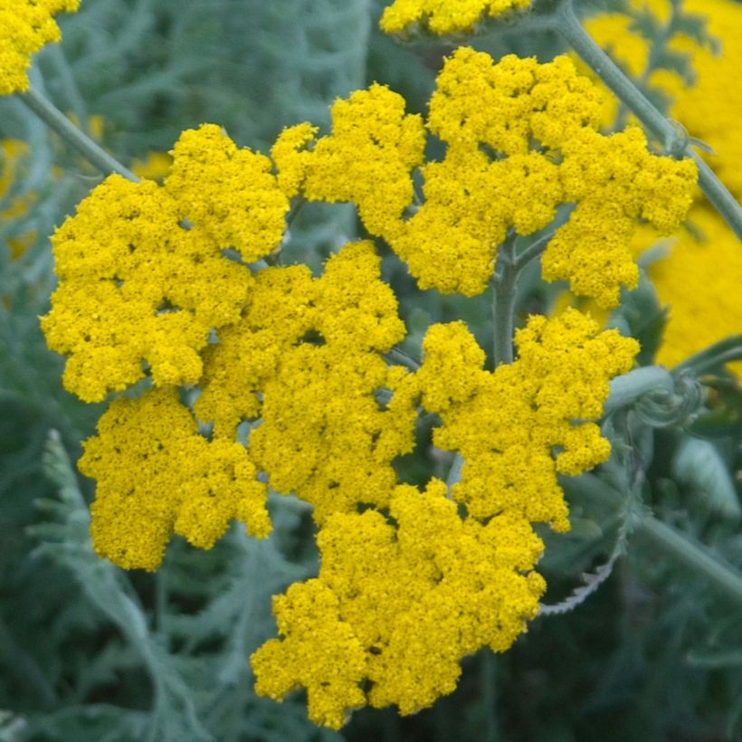 Achillea clypeolata (Floração)
