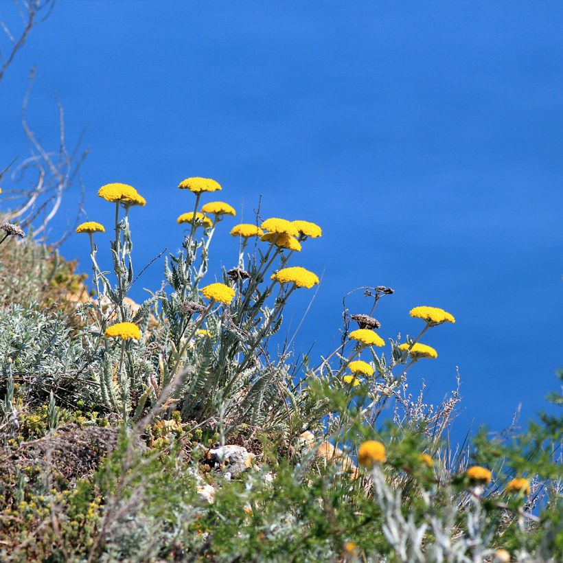 Achillea clypeolata (Hábito)