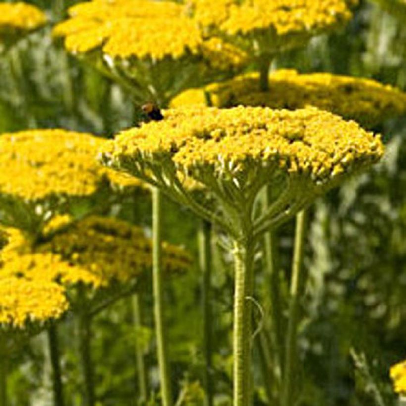 Achillea filipendulina Golden Plate (Floração)