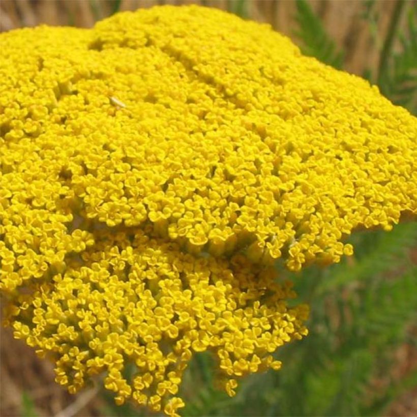 Achillea filipendulina Cloth of Gold (Floração)