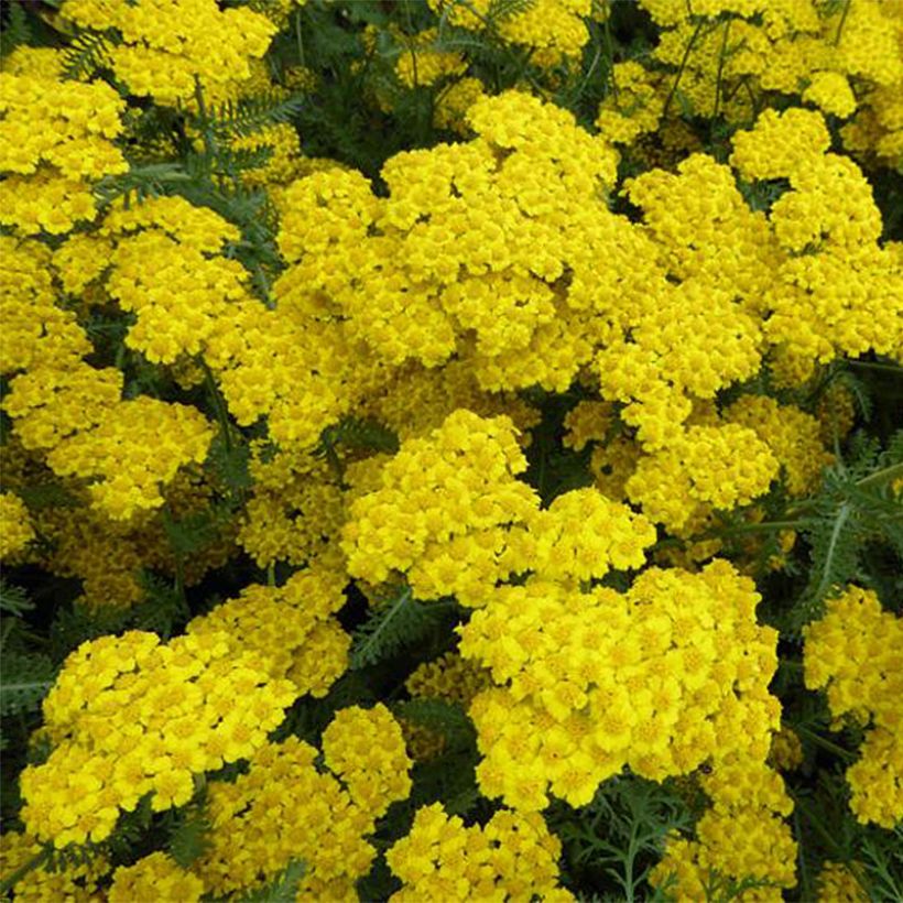 Achillea Little Moonshine (Floração)