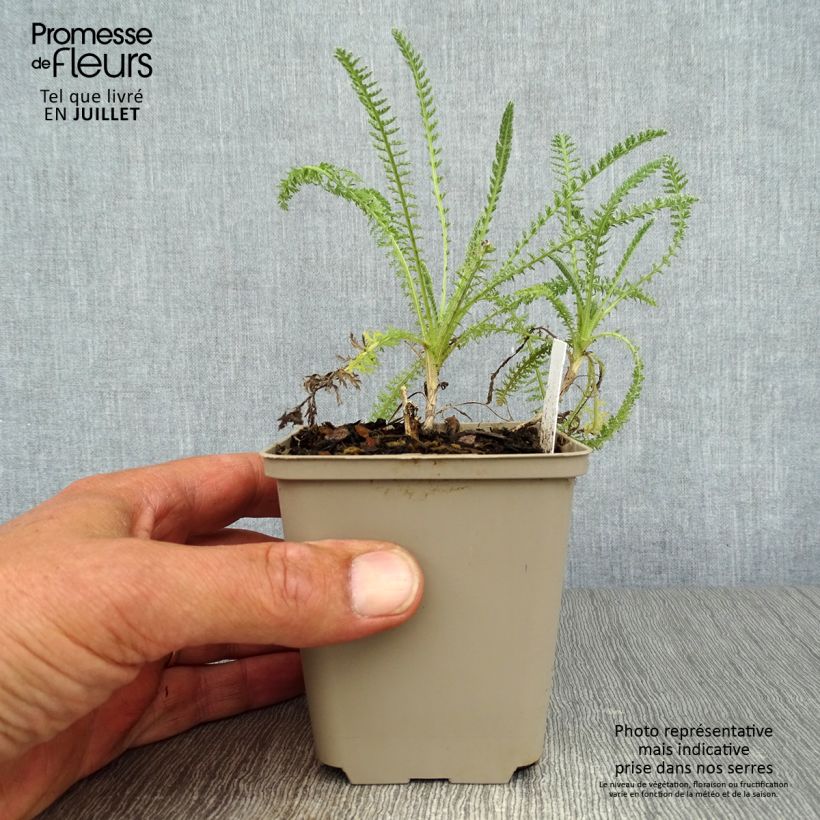 Amostra de Achillea Little Moonshine Vaso de 8/9 cm tal como entregue no verão