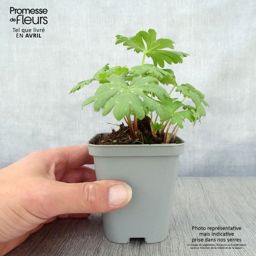 Amostra de Achillea Little Moonshine Vaso de 8/9 cm tal como entregue na primavera