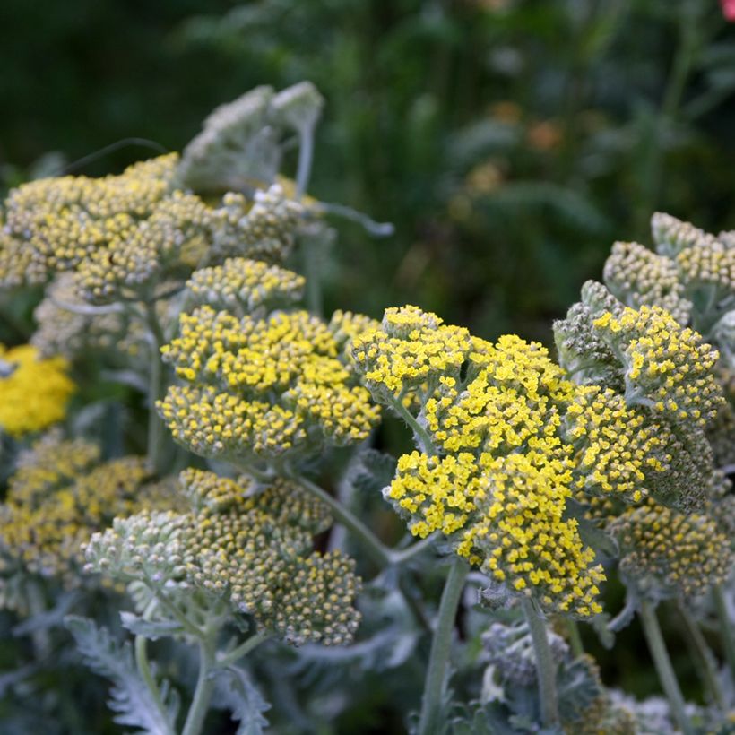 Achillea Little Moonshine (Floração)