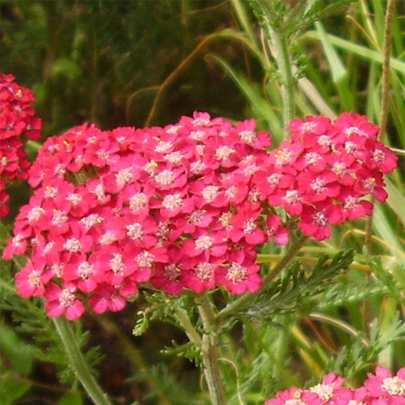 Achillea millefolium Petra (Floração)