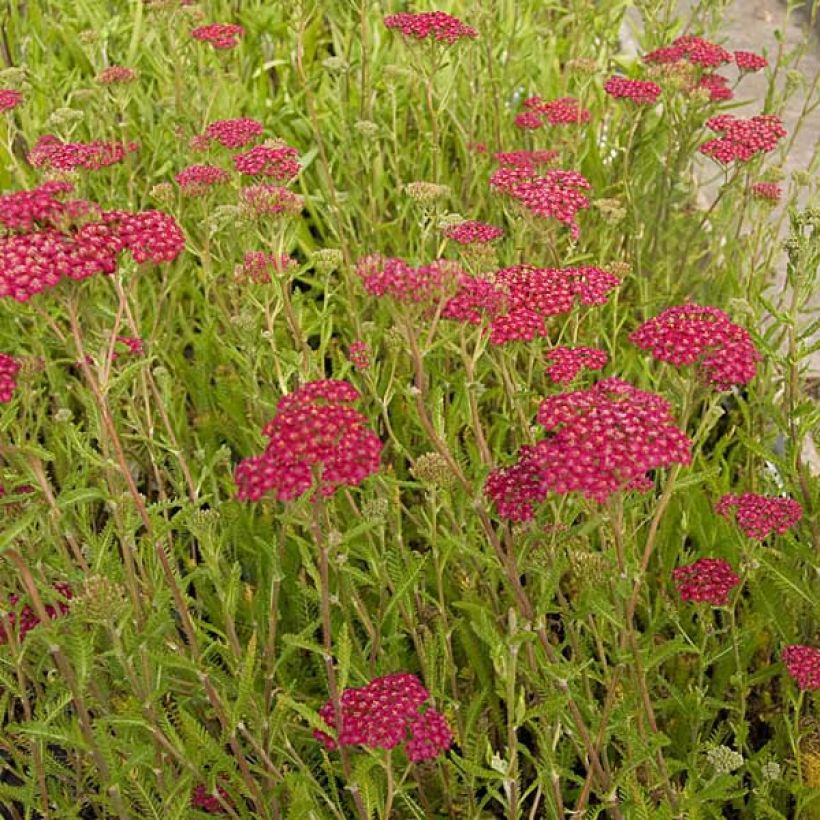 Achillea millefolium Velours (Hábito)
