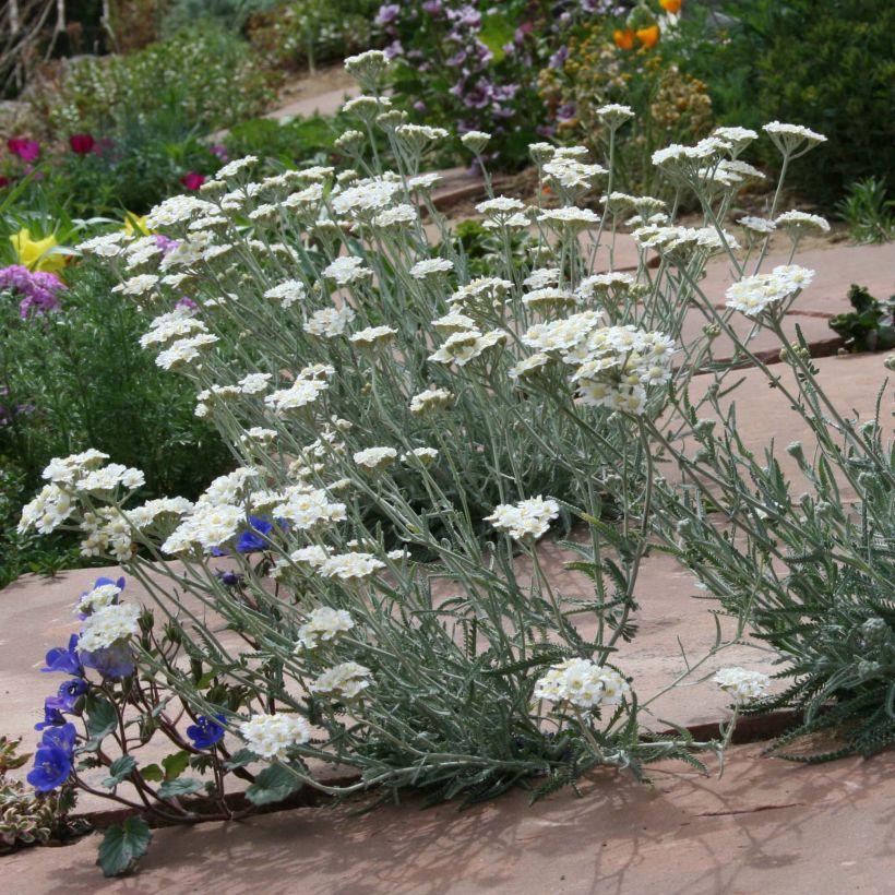Achillea × kellereri (Hábito)