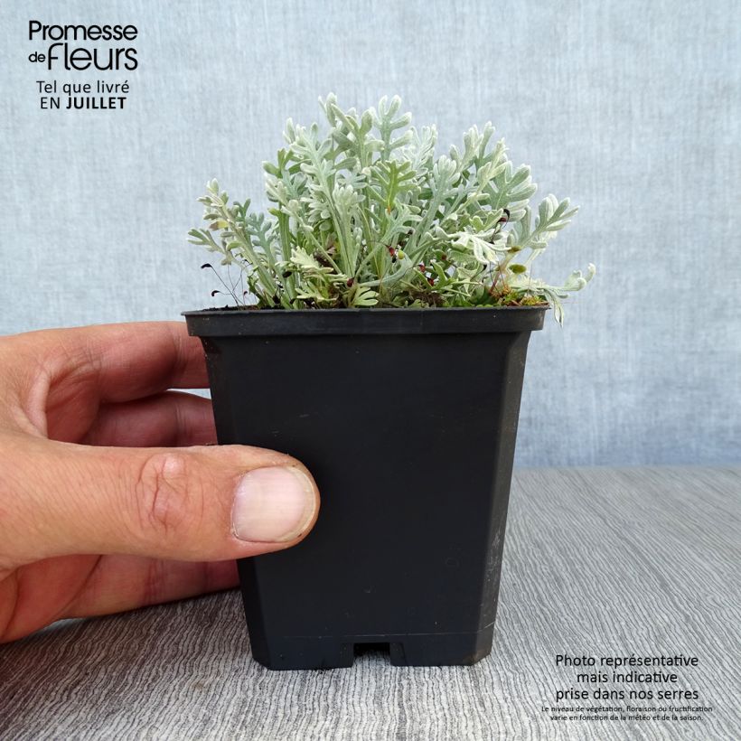 Amostra de Achillea × kellereri Vaso de 8/9 cm tal como entregue no verão