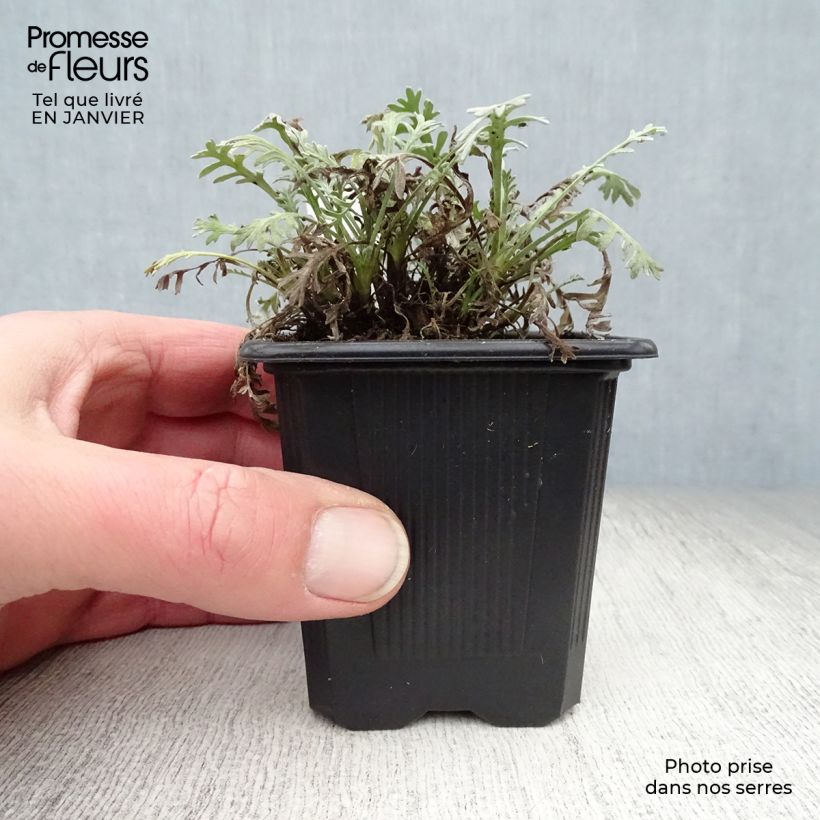 Amostra de Achillea kellereri - Achillée Vaso de 8/9 cm tal como entregue no inverno