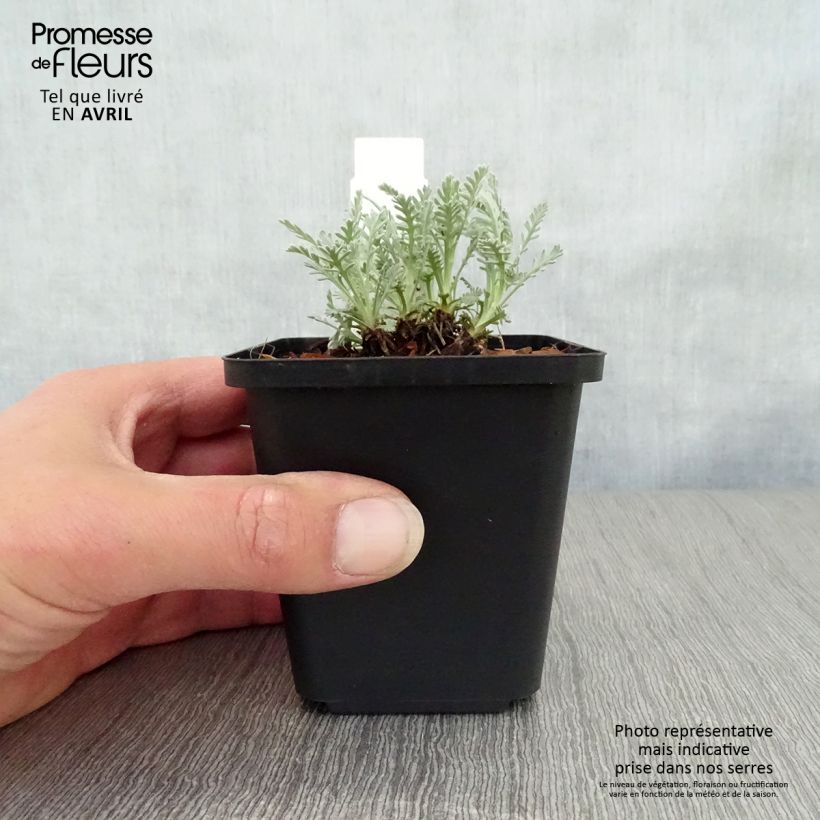 Amostra de Achillea × kellereri Vaso de 8/9 cm tal como entregue na primavera