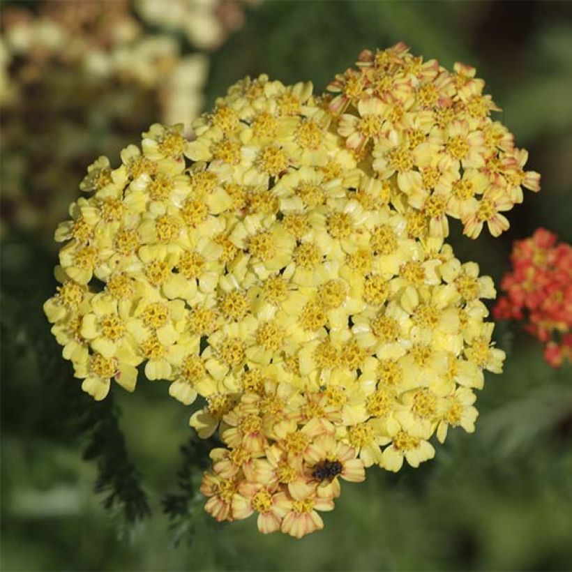 Achillea millefolium Desert Eve Terracotta (Floração)