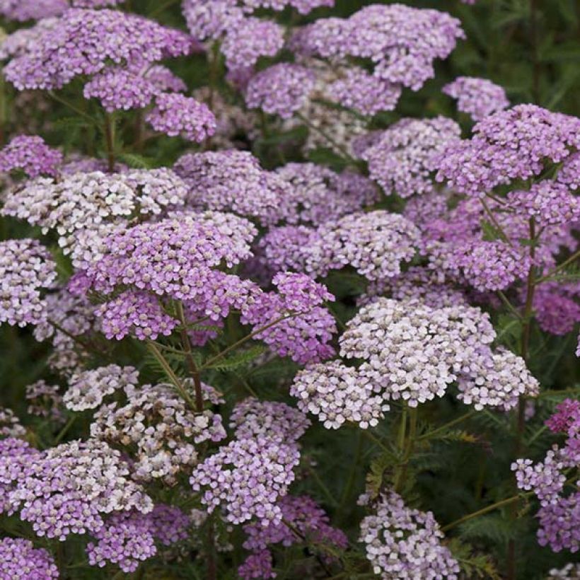 Achillea millefolium Excel (Floração)