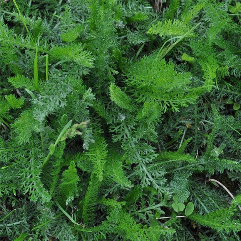 Achillea millefolium Jacqueline (Folhagem)