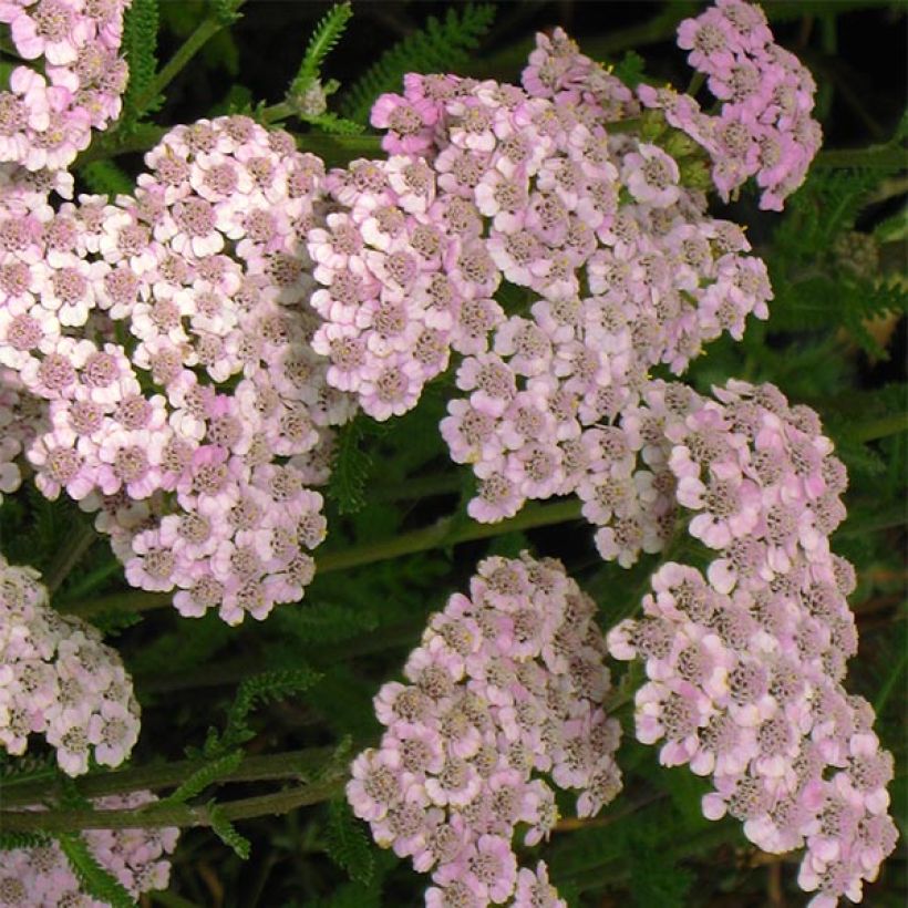 Achillea millefolium Jacqueline (Floração)