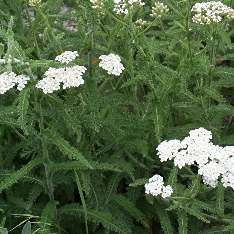 Achillea millefolium Mondpagode (Folhagem)
