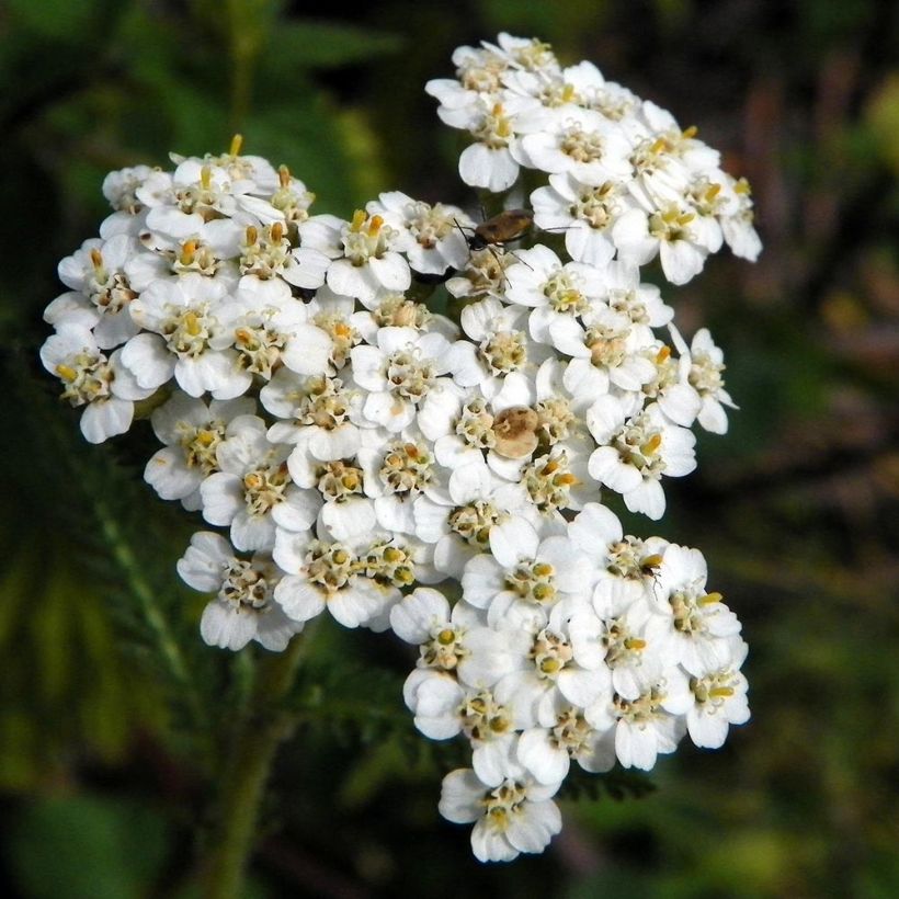 Achillea millefolium Mondpagode (Floração)