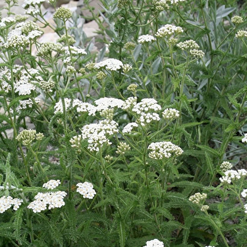 Achillea millefolium Mondpagode (Hábito)