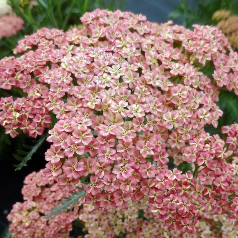 Achillea millefolium Peachy Seduction (Floração)