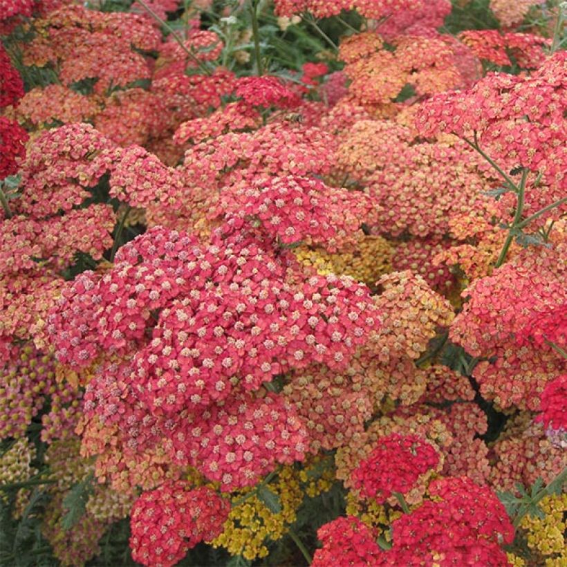 Achillea millefolium Pretty Woman (Floração)