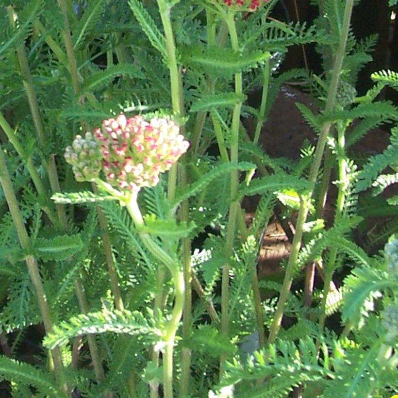 Achillea millefolium The Beacon (Folhagem)
