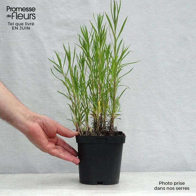 Amostra de Achillea ptarmica Boule de Neige Vaso de 2 L/3 L tal como entregue no verão