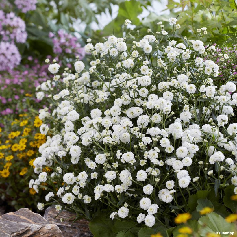 Achillea ptarmica Diadem (Hábito)