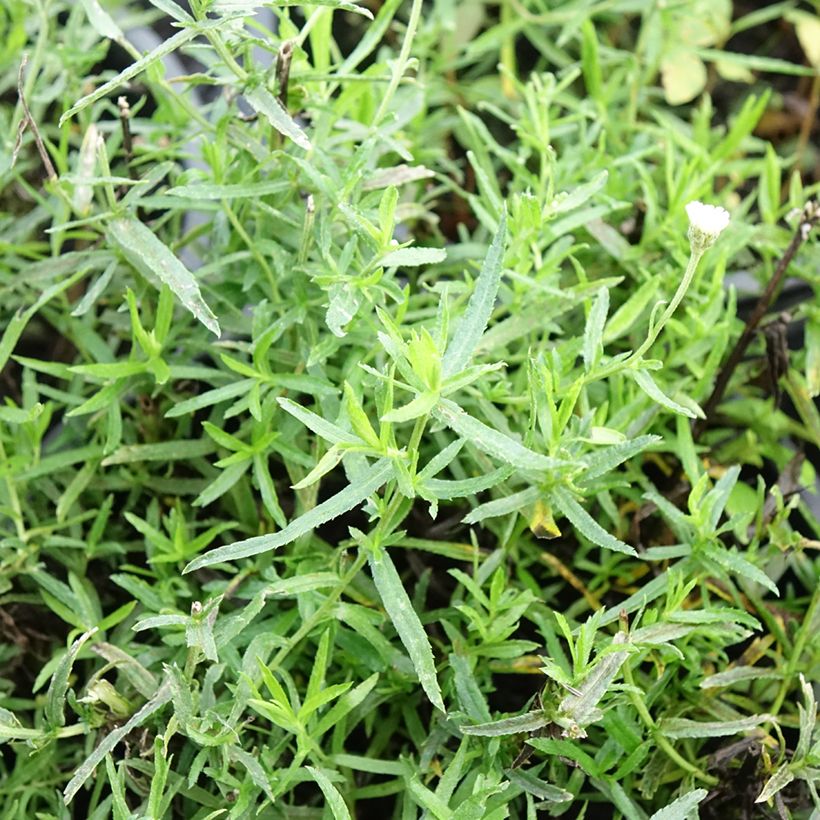 Achillea ptarmica Diadem (Folhagem)