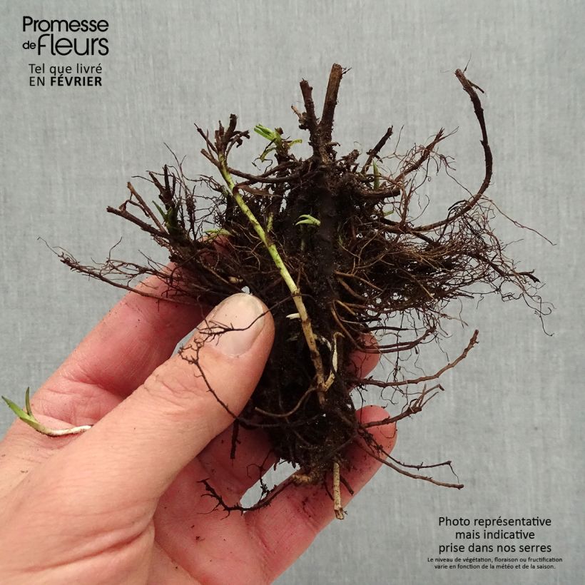Amostra de Achillea ptarmica Diadem - Bouton d'argent Petites Racines nues tal como entregue no inverno