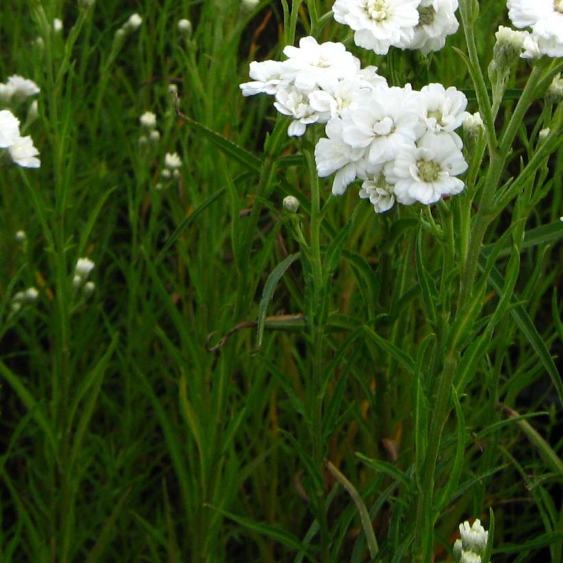 Achillea ptarmica Weihenstephan (Folhagem)