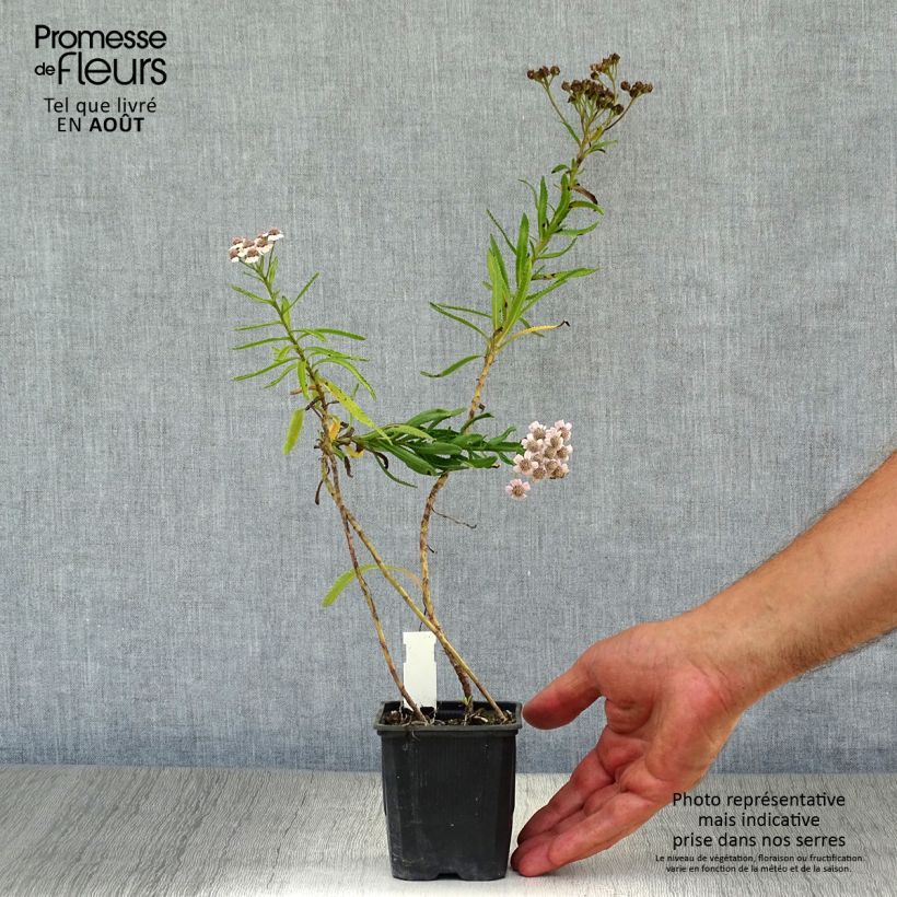 Amostra de Achillea sibirica var. camtschatica Love Parade Vaso de 8/9 cm tal como entregue no verão