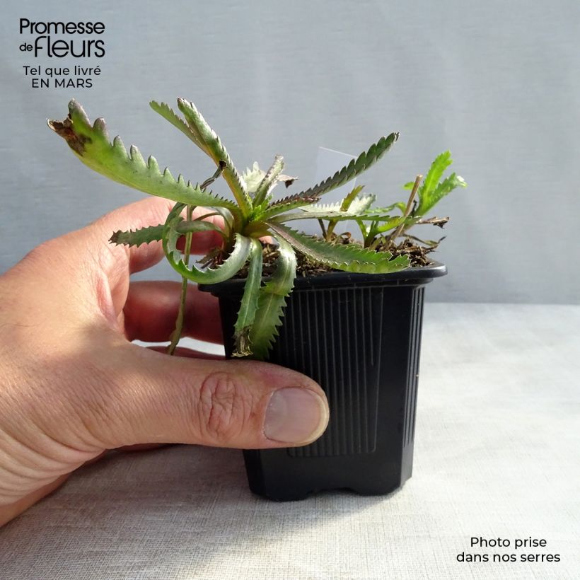 Amostra de Achilléa sibirica var. camtschatica Love Parade - Achillée de Sibérie. Vaso de 8/9 cm tal como entregue no inverno