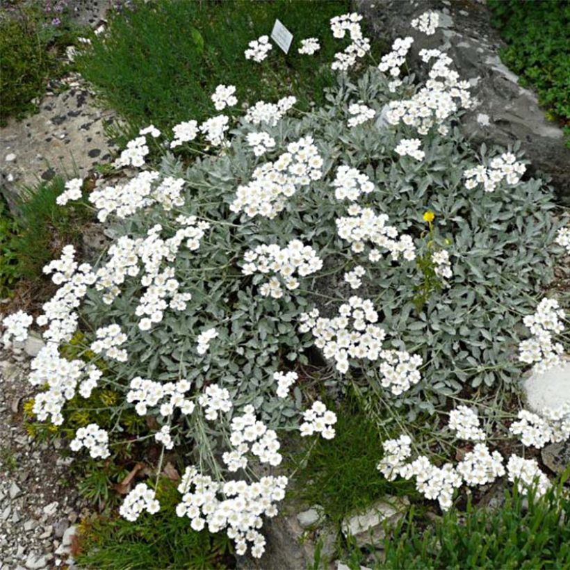 Achillea umbellata (Hábito)