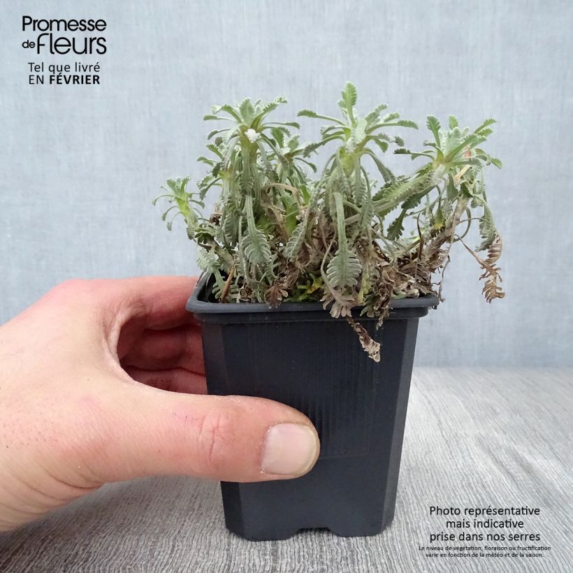 Amostra de Achillea umbellata - Achillée Vaso de 8/9 cm tal como entregue no inverno