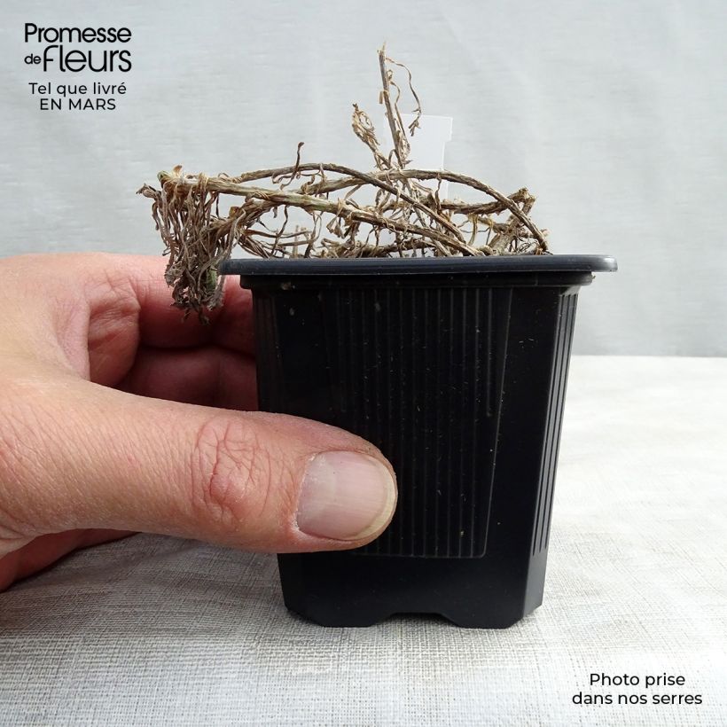 Amostra de Achillea umbellata Vaso de 8/9 cm tal como entregue na primavera