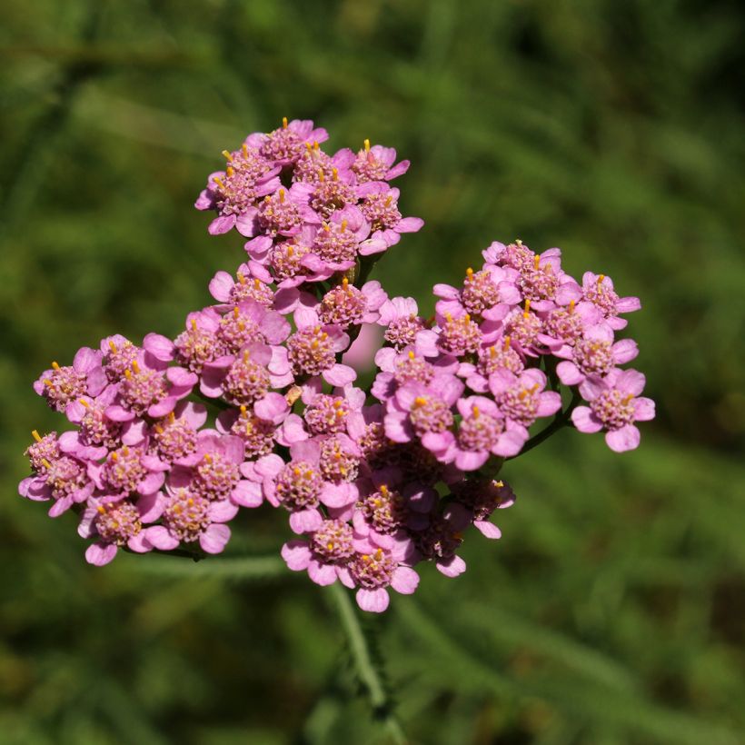 Achillea asplenifolia (Floração)